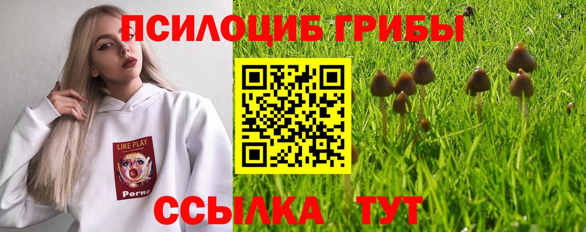 Якутск  Псилоцибиновые грибы Psilocybine cubensis  Вход с VPN 